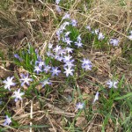 frühlingsblumen