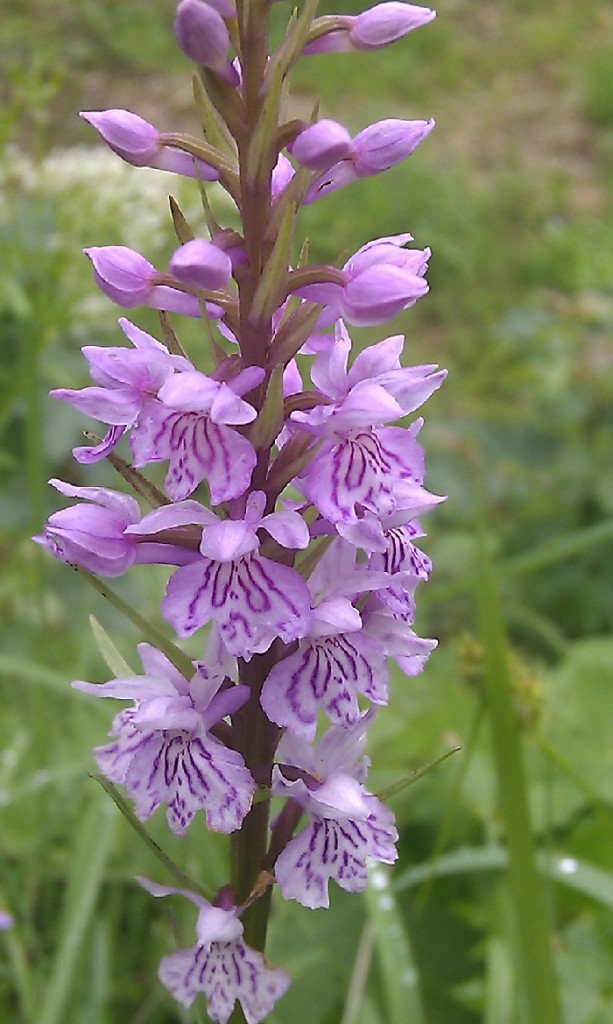 Orchidee Deutschland