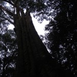 Melba-Gully-State-Park Tree
