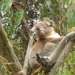 Koala auf Baum