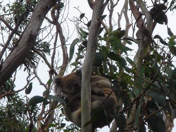 Koala sitzend