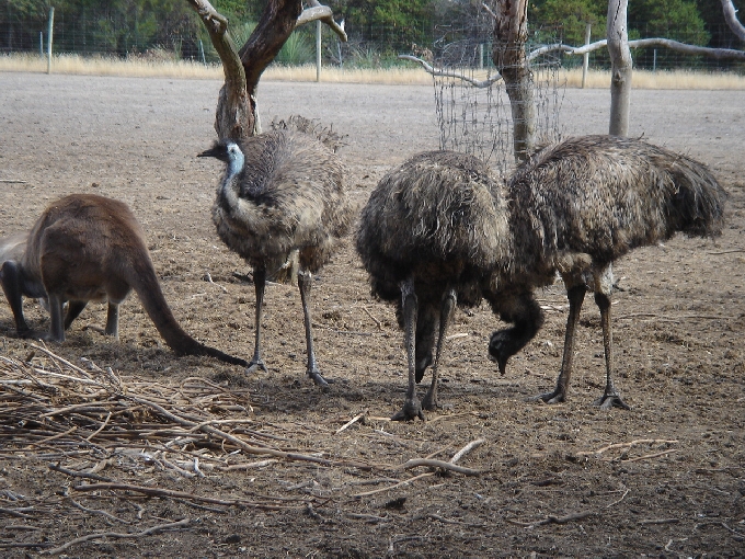 Emu Herde