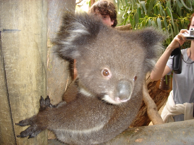 Koala jung