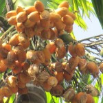 Palmfrucht