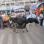 Indien Kuh in der Stadt