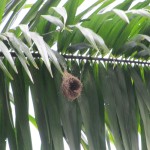 Vogelnest an Palme