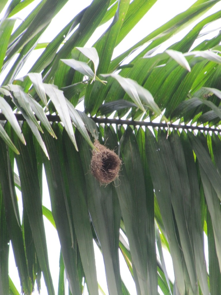 Vogelnest an Palme