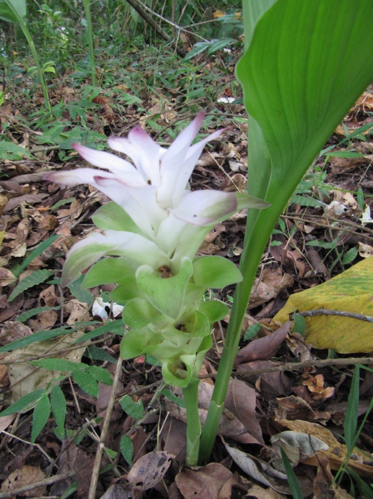 weisse blume