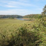 graslandschaft